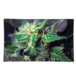 medium